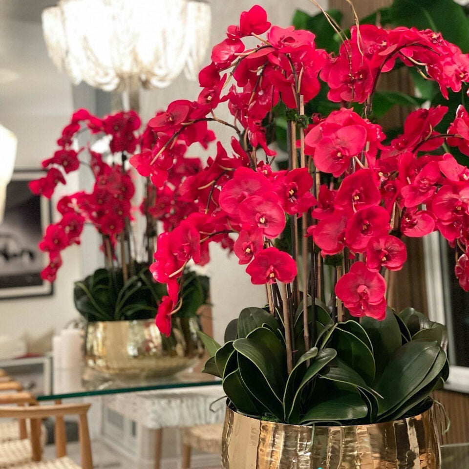 Orquídeas Phalaenopsis rojas en maceta dorada mediana