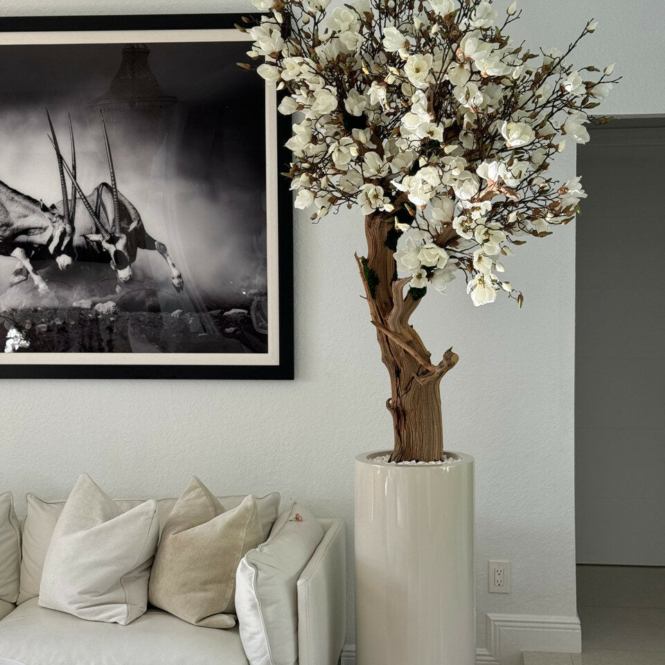 Árbol de magnolia blanca en maceta St. Tropez beige brillante