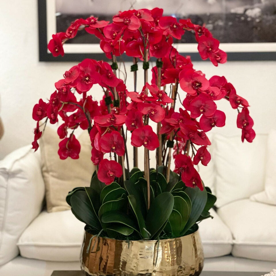Orquídeas Phalaenopsis rojas en maceta dorada mediana