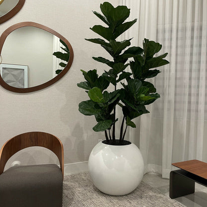 Maceta esférica blanca con ficus lyrata – 180 cm