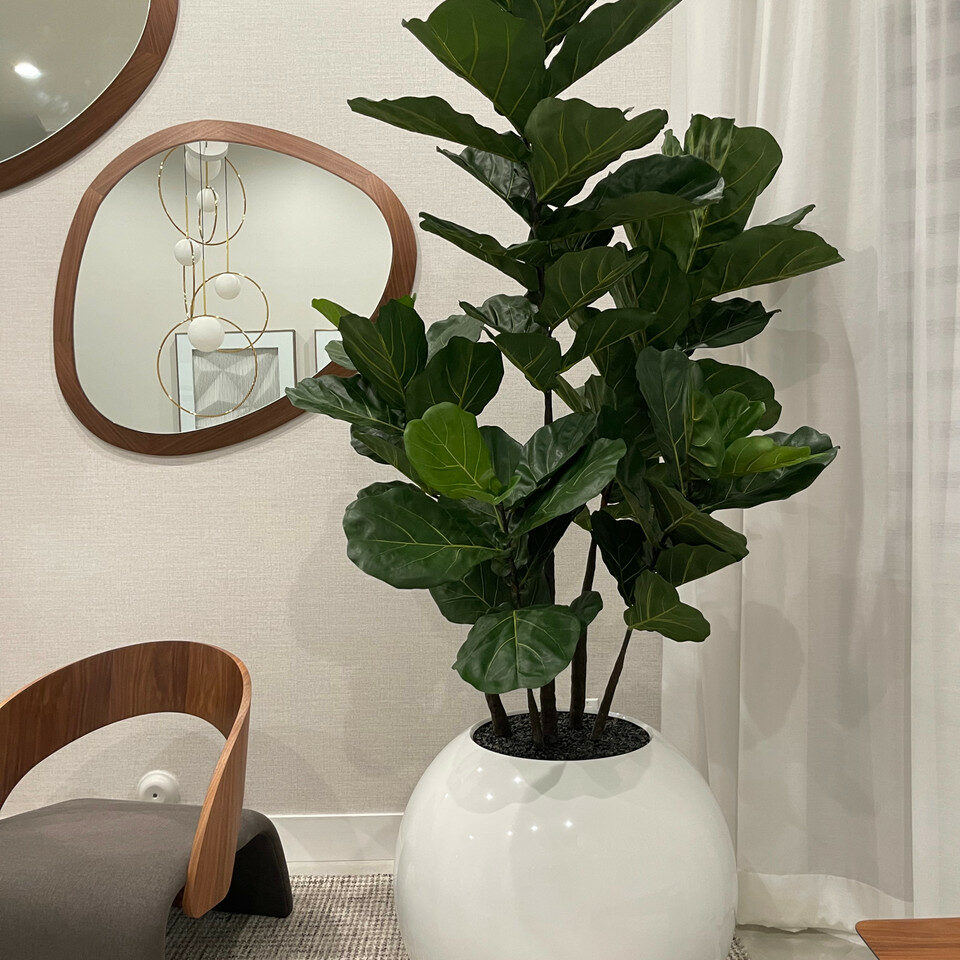 Maceta esférica blanca con ficus lyrata – 180 cm