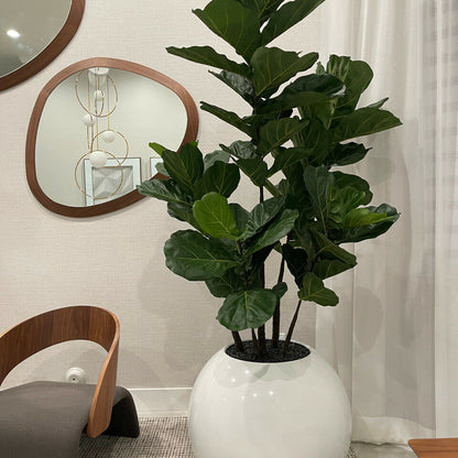 Maceta esférica blanca con ficus lyrata – 180 cm
