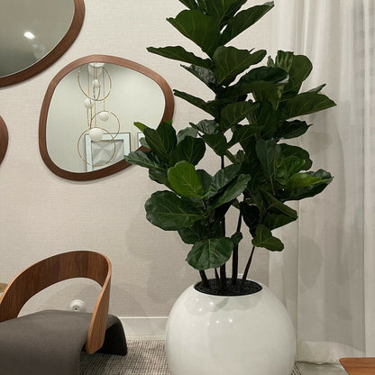 Maceta esférica blanca con ficus lyrata – 180 cm