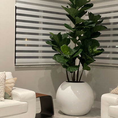 Maceta esférica blanca con ficus lyrata – 180 cm