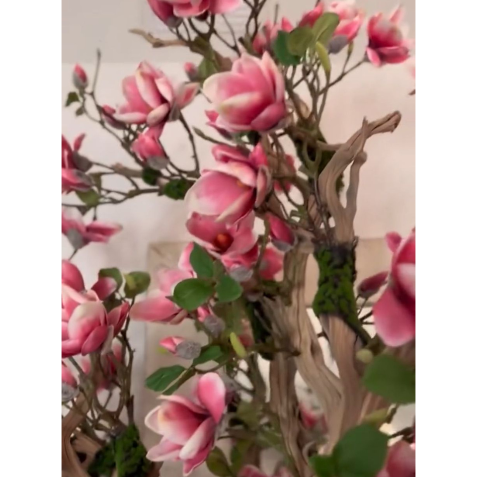NOVEDAD – Árbol de magnolia rosa en maceta St. Tropez blanca