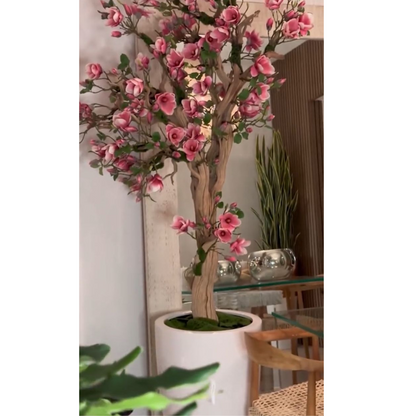 NOVEDAD – Árbol de magnolia rosa en maceta St. Tropez blanca