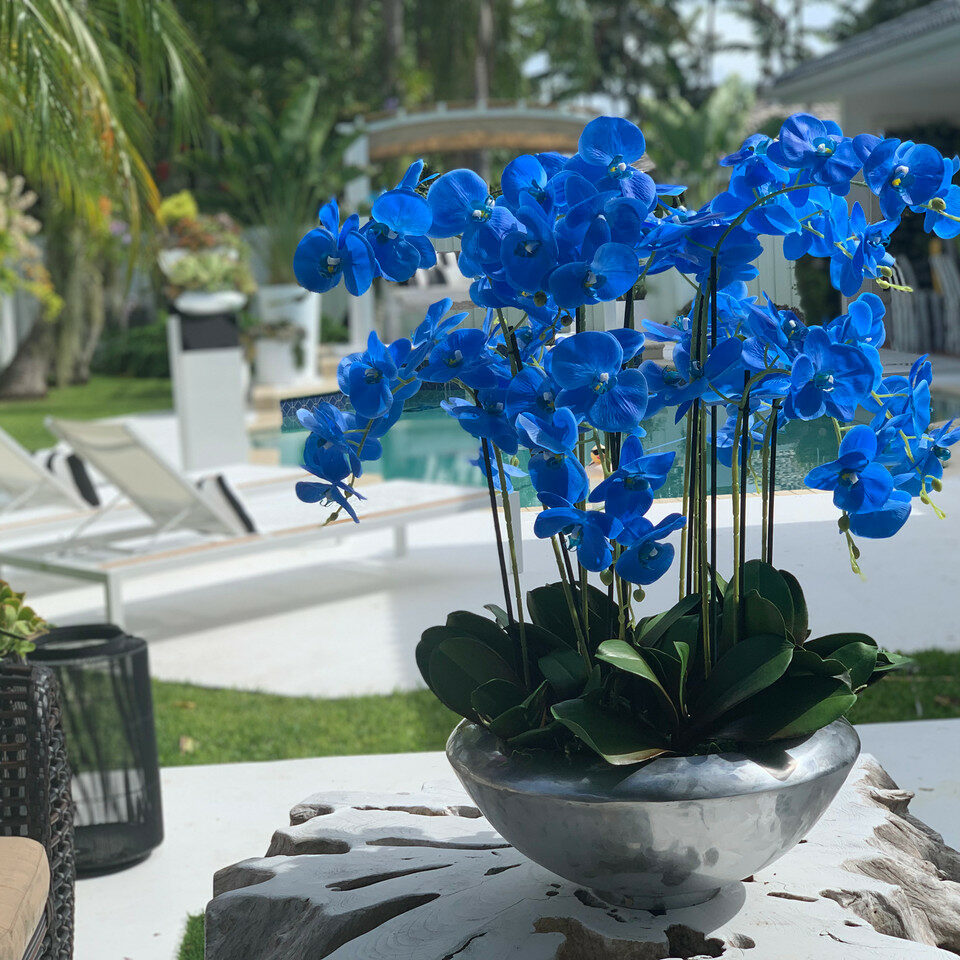 Arreglo de orquídeas Phalaenopsis azules en base decorativa Avenue