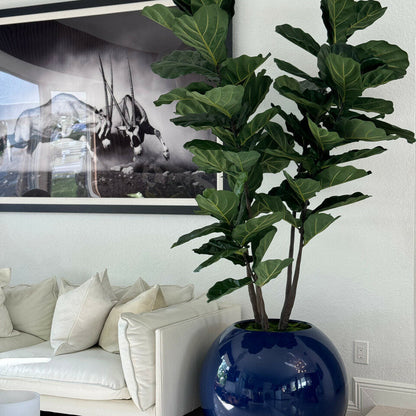 Maceta esférica azul de 30″ con ficus lyrata