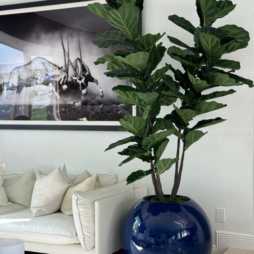 Maceta esférica azul de 30″ con ficus lyrata