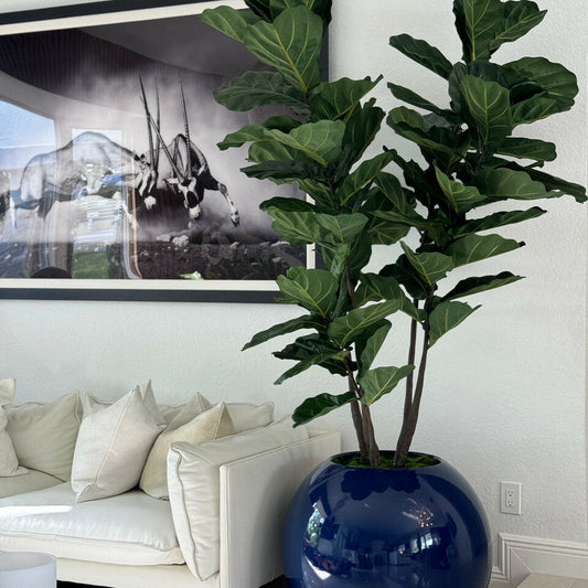 Maceta esférica azul de 30″ con ficus lyrata