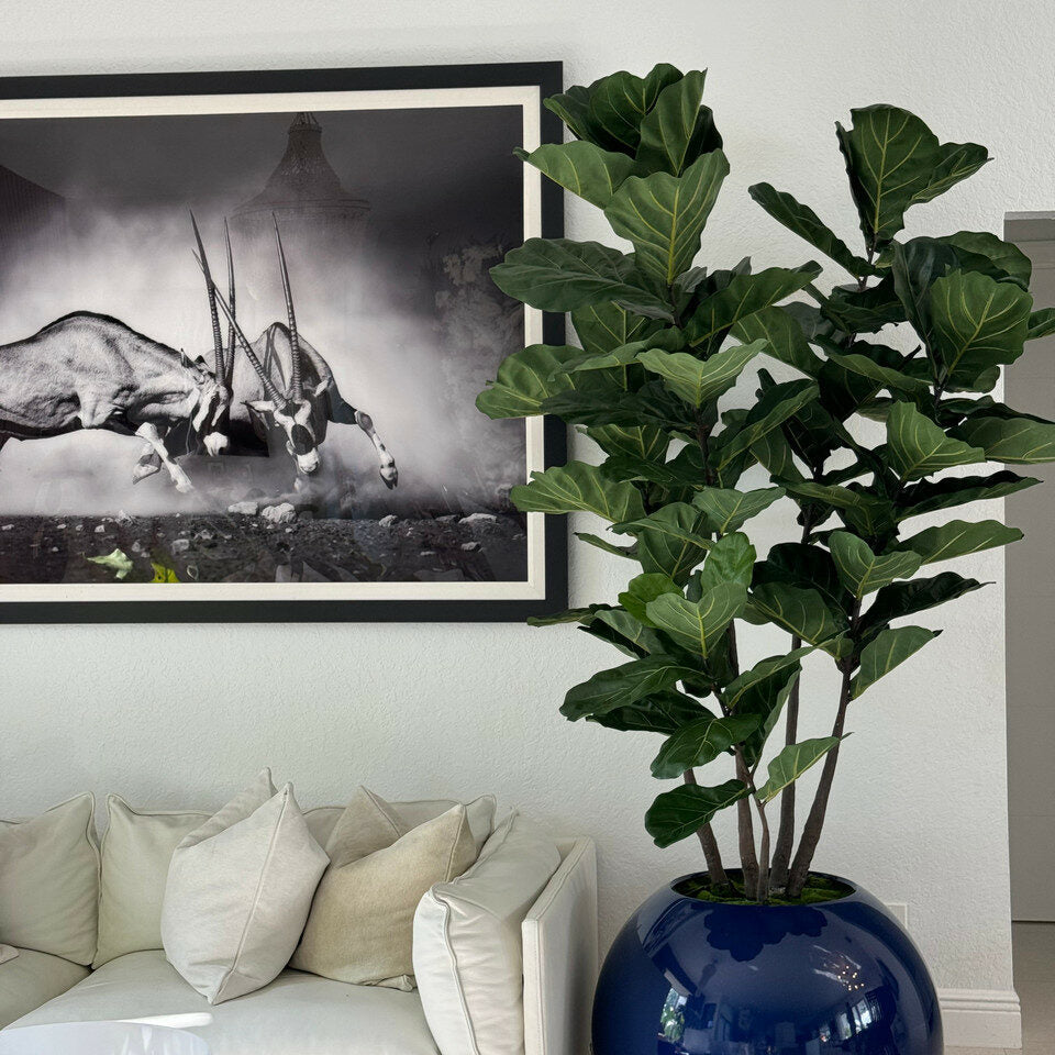 Maceta esférica azul de 30″ con ficus lyrata
