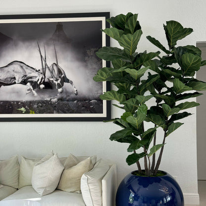 Maceta esférica azul de 30″ con ficus lyrata