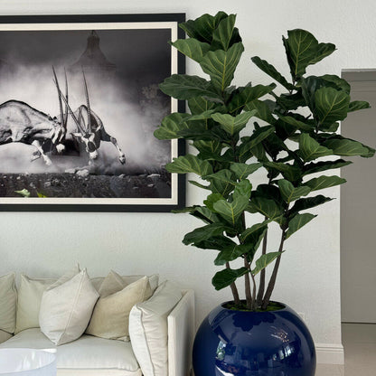 Maceta esférica azul de 30″ con ficus lyrata