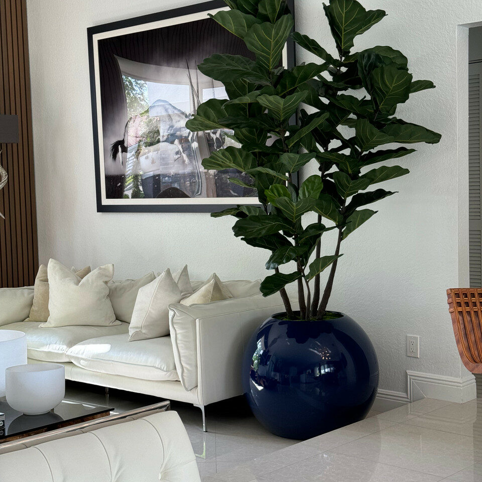 Maceta esférica azul de 30″ con ficus lyrata