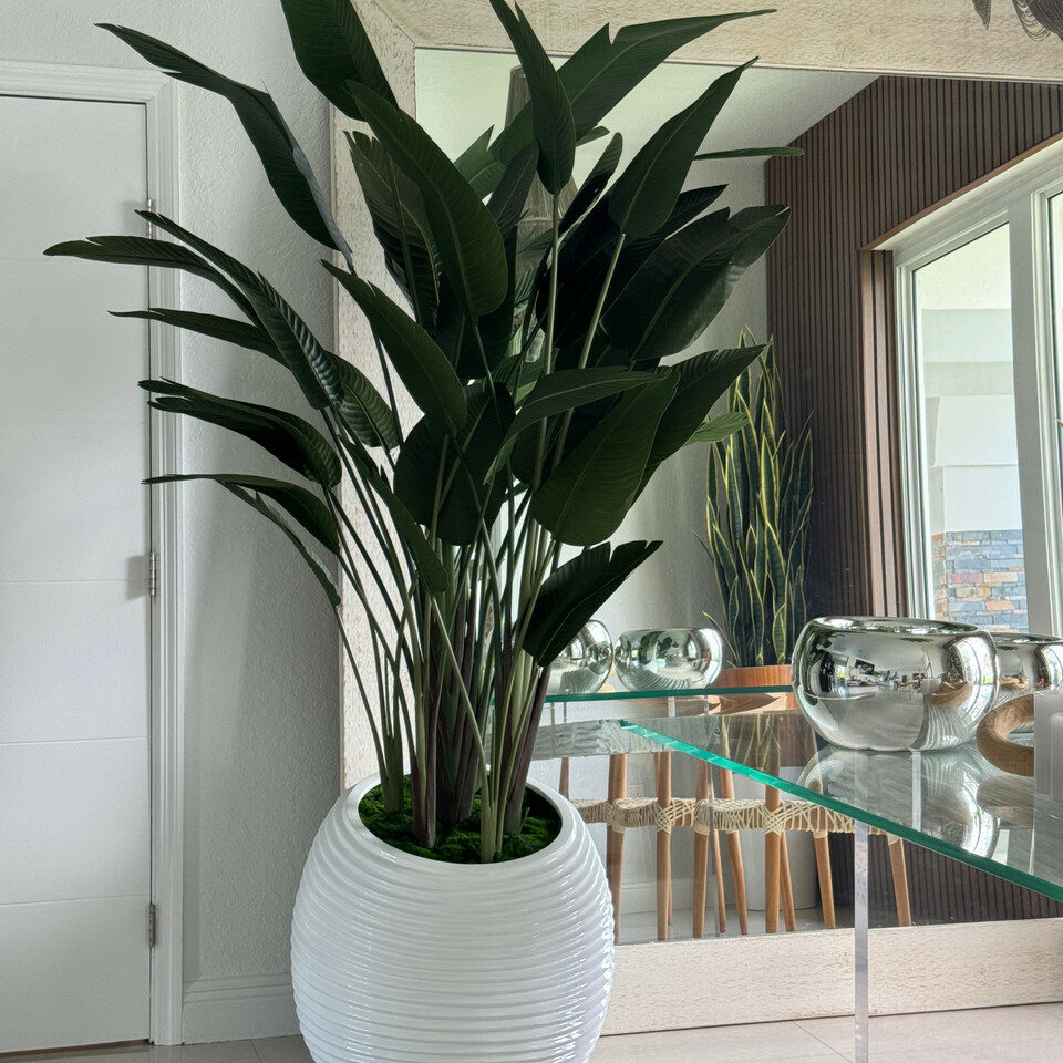 Planta ave del paraíso en maceta blanca con diseño en espiral