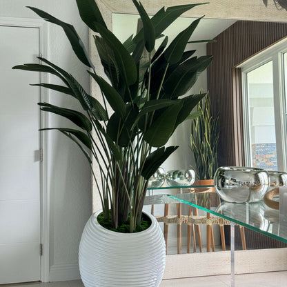 Planta ave del paraíso en maceta blanca con diseño en espiral
