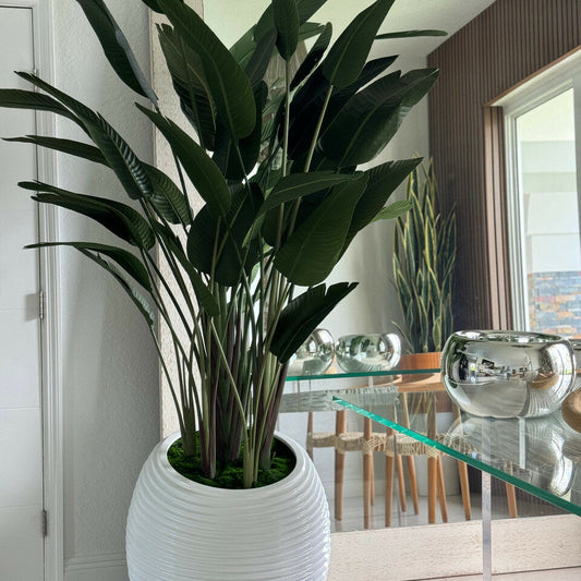 Planta ave del paraíso en maceta blanca con diseño en espiral