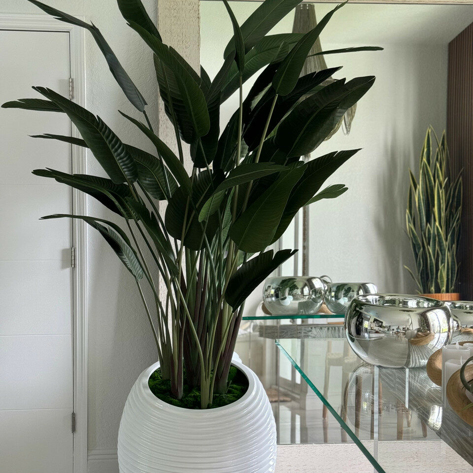 Planta ave del paraíso en maceta blanca con diseño en espiral