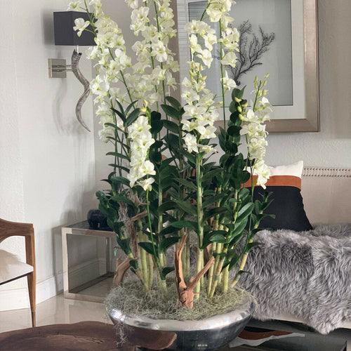 Jardinera Avenue con orquídeas Dendrobium blancas