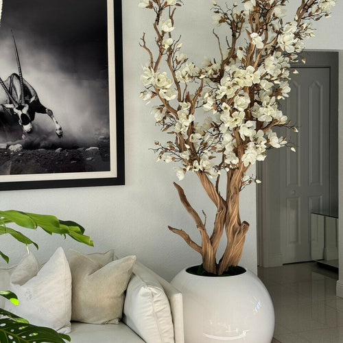 Árbol de magnolia blanca en maceta esférica blanca de alto brillo de 126 cm